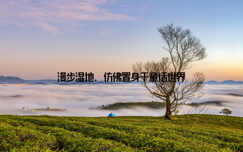 漫步湿地, 仿佛置身于童话世界