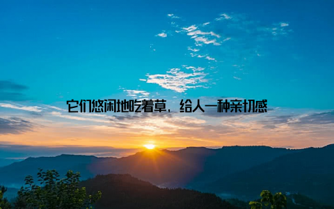 它们悠闲地吃着草, 给人一种亲切感